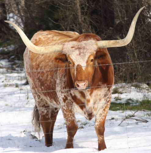 ut_am's profile picture. Mason Puncher, Aggie, Longhorn