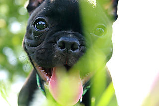 BathBrushBeyond's profile picture. Pet Skin and Coat Wellness Center