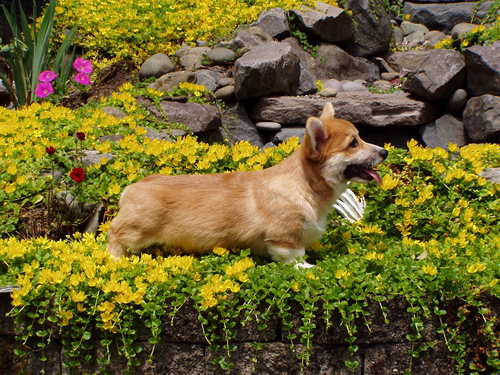 Retired health care worker. Scrapbooker. Dog lover ((corgis rule!). Collector of Breyer Horses.  Loves Law and Order:SVU