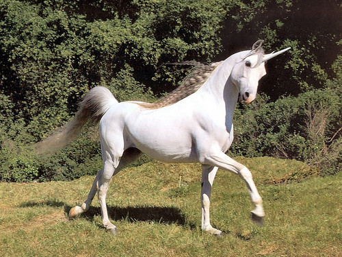 Galloping around the world. Making your dreams come true. Click 'Follow' to see me magically appear on your timeline, Neigh. Scouse unicorn :)