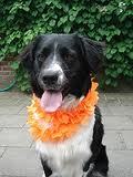 Floortje, een stabij. Woon met @AbbyStabij, @Gwennterrordog en @IAmCrazyKitty in Eindhoven. Toeschouwer van vrouwtjes schaakspel, jarig op 13 januari.