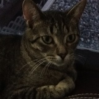 ArcyTeigh's profile picture. cat and dog mom.  Illini alum and fan.