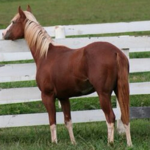 13thoroughbreds Profile Picture