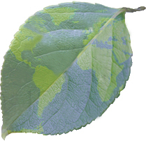 causenoharm's profile picture. Peaceful message for intentional actions!