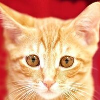保護猫カフェ 浅草ねこ園 (@asakusanekoen) 's Twitter Profile Photo
