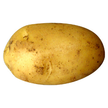 TheNinthPotato Profile Picture