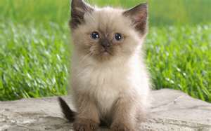 SweetKittenAlly's profile picture. 