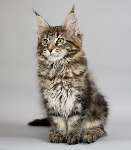 We are about to share all the things about Maine coon cat.