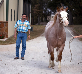 GarnerEquine's profile picture. 