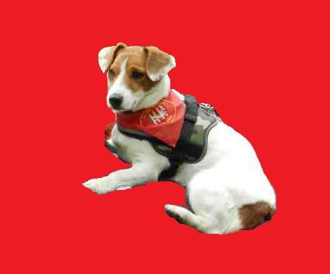 I am a Jack Russel Terrier with Ideas of Fame, I am 2 years old and love to do tricks, I am addicted to agility and I made it onto Sutton Weavers Display Team