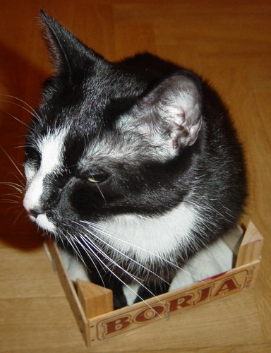 Senior software developer, skeptic, former cat owner, observer of weird things; committer Apache PDFBox and Apache Tika