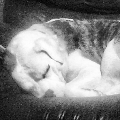 ChinookBulldog's profile picture. LIKE A SIR