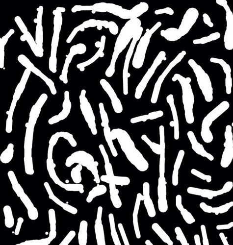 SenoraHarris's profile picture. 