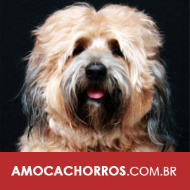 Amo Cachorros é um blog sobre o melhor AUmigo do homem! :) Dicas, informações, curiosidades e muito mais. Confira e divirta-se!