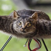 Cats can fly. Katten kunnen vliegen!