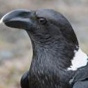 kalusudda's profile picture. 