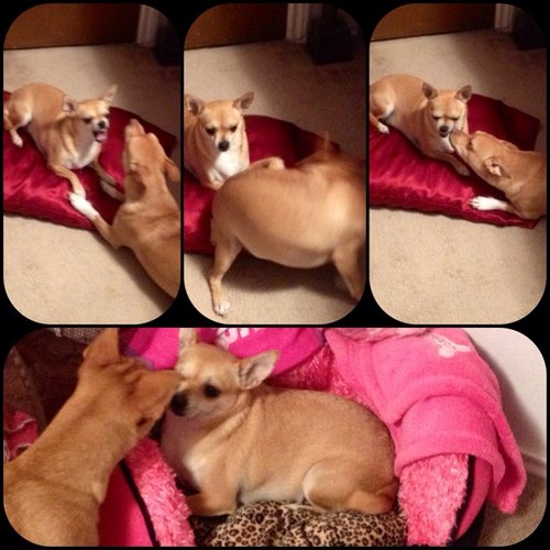 _CorazonDulce's profile picture. ❤Hiya peeps, tis place is were ull find me on my many adventures❤