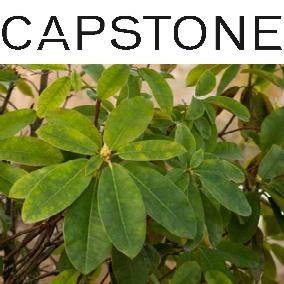 Welcome to Capstone - complete living at West 2nd & Lonsdale in North Vancouver. Mid-rise concrete residences by Fairborne Homes http:;//www.fairborne.com