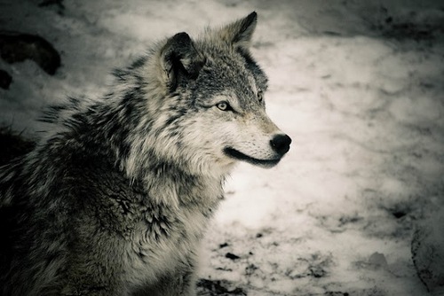 El_anima's profile picture. La visión te hace ver lo invisible y poder tener lo imposible.