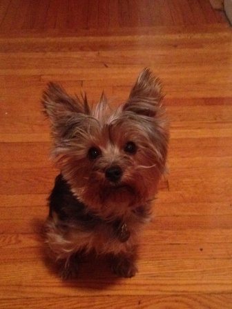 ClappyShieles's profile picture. Clappy don't give a F! I'll make out with you while you sleep, drink your booze, eat your cigs, and plant poopy traps. Then I'll eat your shoes.