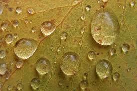 alehop2006's profile picture. Gotas de lluvia