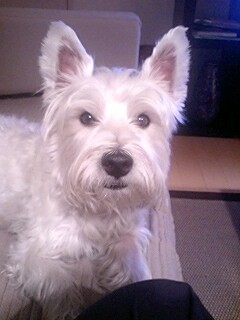 socialdougal's profile picture. Very interested in cats.