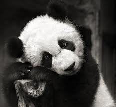 Savethepanda1's profile picture. 