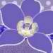 Owner & Sole Operator of CraniumDecor & More!! Designer of Handmade Tulle Flowers! Vist my etsy store http://t.co/AMEojsHRBS