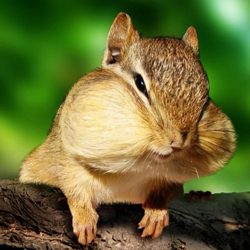 SteelerBHorn's profile picture. 