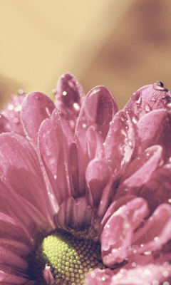 _arlie_timbrill's profile picture. 