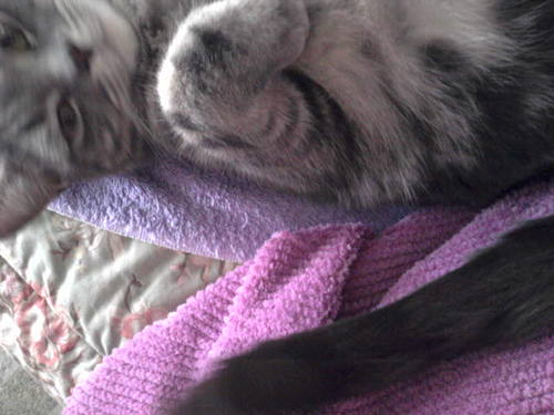 catleeroy's profile picture. Student of life~authenticity&passion r 🎹's 2 happiness&success, let's learn together! Indy500 18X+ 💜 #Design #DocFilm #Italy #election2020pollworker Npa