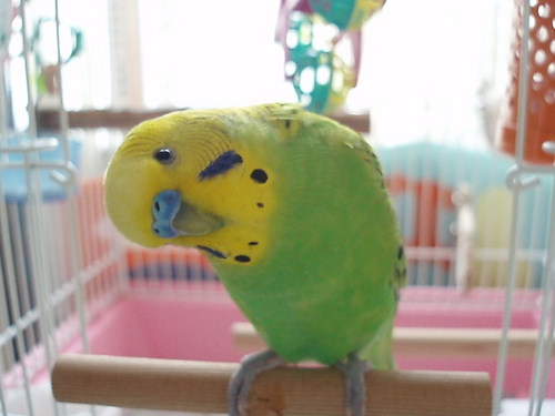 甘いもの、セキセイインコ、昔住んでいたドイツのハンブルクが大好き。2011年1月20日生まれのセキセイ(アイコンの子)を溺愛してましたが2012年5月24日に1歳4か月で虹の橋へ。ツイート少なめですが、よろしくお願いします。