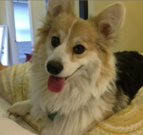 My name is Bowser and I'm a fluffy corgi!  I love napping, cuddling (aka bowsing), destroying things, and playing with my best friend Kiwi!