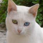 Millamiez's profile picture. Livsnjutare som gillar konst, litteratur, film, teater, musik och kulinariska upplevelser.