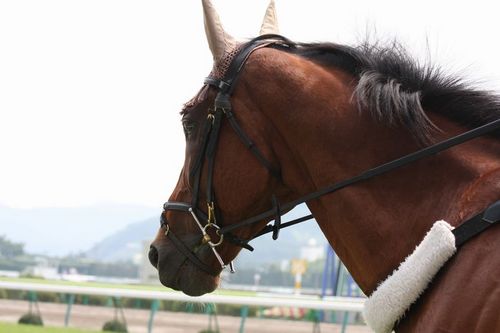 馬とスポーツが好き🌹