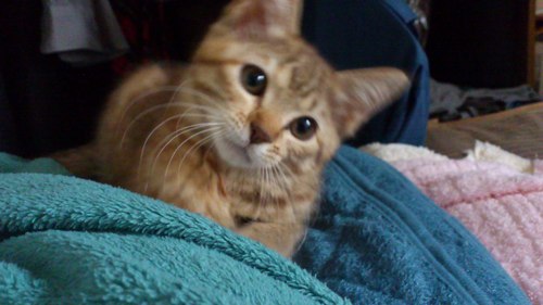 toro6221's profile picture. ネコ大好き。キジトラの桜華とサバトラの大河、さらにハチワレの颯太も加わって毎日、賑やかに生活中。クルマの運転が好きで、たまにサーキットなんかも走ってます。メインのサーキットはSUGO。クルマは好きだけど詳しくはないです。走るのが好きだけど速くはないです。
LIA支持