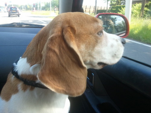 Hoi ik ben een eigenwijze speelse Beagle van 6 jaar oud.Mijn baasje is @liekie1972, Mijn motto is:alles is eetbaar zoniet dan maak ik ut eetbaar!!!!