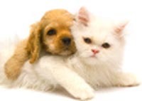 The purpose of this directory is to provide a list of pet sitting service providers in your area. Like US on FB http://t.co/ya6uu3CBun