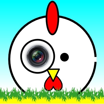 ポストされている写真を確認するこけっ。→写真の場所がどこかみんなで考えて探すこけっ。→場所がわかったらそこに行くこけっ。→同じアングルになる場所を探すこけっ。→同じアングルを見つけたら写真を撮るこけっ。→撮ったらtwitterにハッシュタグ（#ここどこ）をつけて写真付でツイートするこけっ。→終了こけっ。