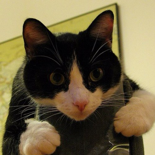 41Cats's profile picture. 猫大好き