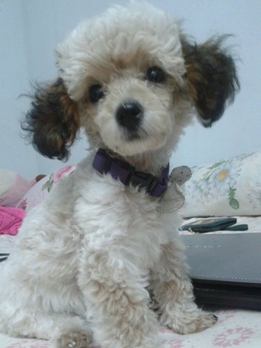 Gonjab's profile picture. 