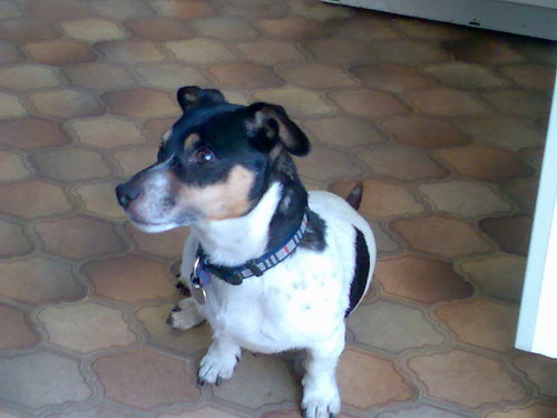 MerricksMum's profile picture. 