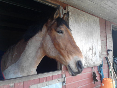 KimberlyMcGuinn's profile picture. I'm a horse loving, mad cat lady with a spouse and children.