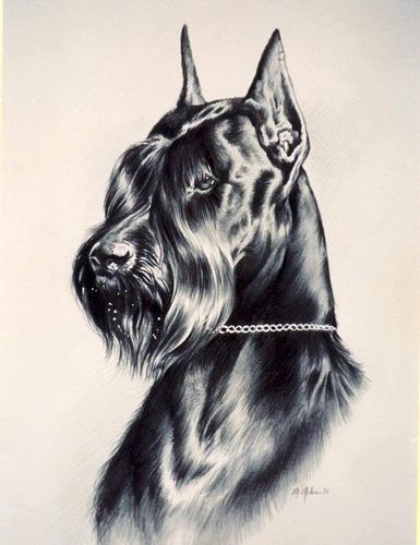 rokcfur's profile picture. 