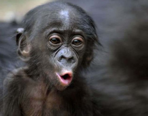 No es normal que un chimpancé esté pululando en Internet. Sería algo insólito, hecho impensable. Los primates no escriben, y éste parece ser un caso especial.