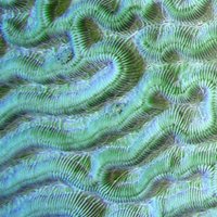 Cusack lab (@cusacklab) 's Twitter Profile Photo Cusack lab (@cusacklab) 's Twitter Profile Photo