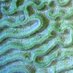 Cusack lab (@cusacklab) Twitter profile photo Cusack lab (@cusacklab) Twitter profile photo