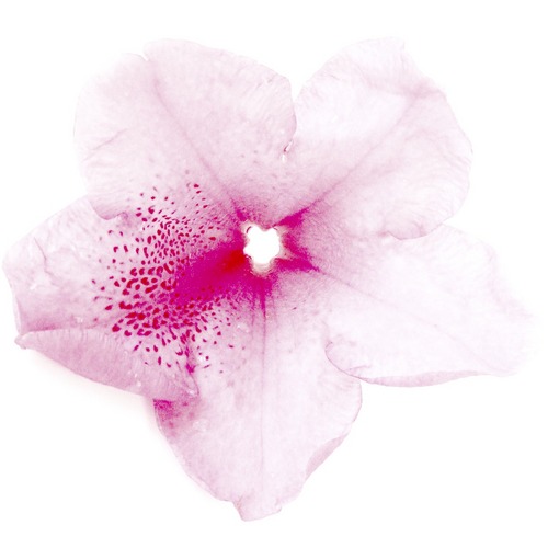 BloomingChi's profile picture. Jewelry artist  with love for fashion, creativity and words that inspire.