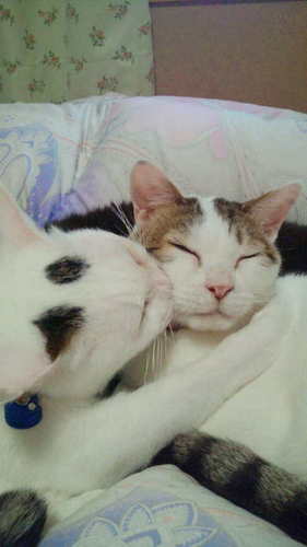 sakanaiwaki's profile picture. 浜料理肴の店長です。 魚大好きです。ご予約、お問い合わせは0246-21-4198までお願いいたします。 グラディエーター