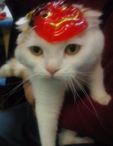 gurikorock's profile picture. だし巻き屋さんじゃね〜わ🤪